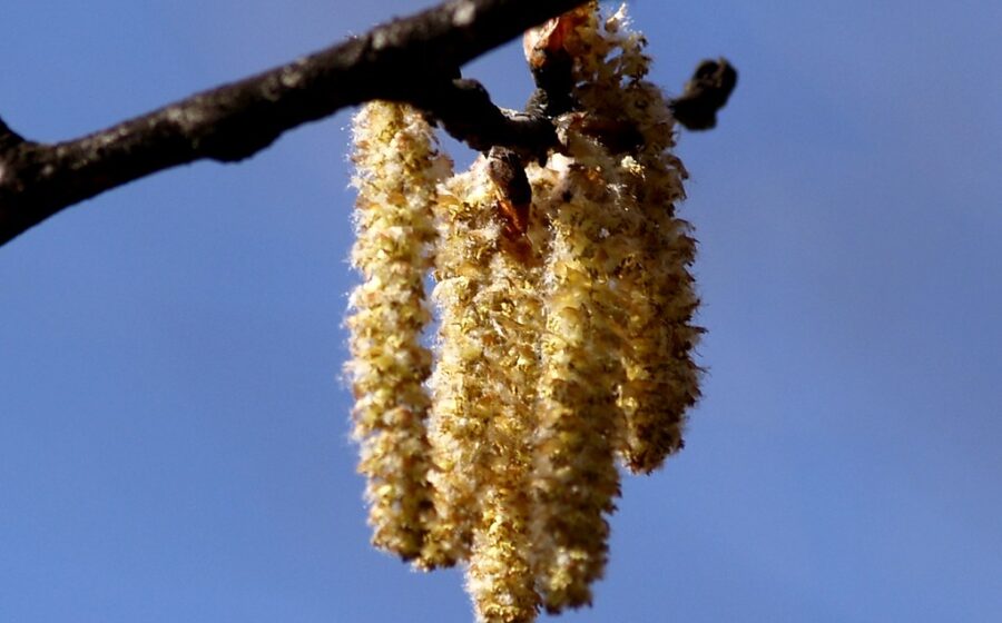 Àlber blanc - Álamo blanco - White poplar (Populus alba) 4