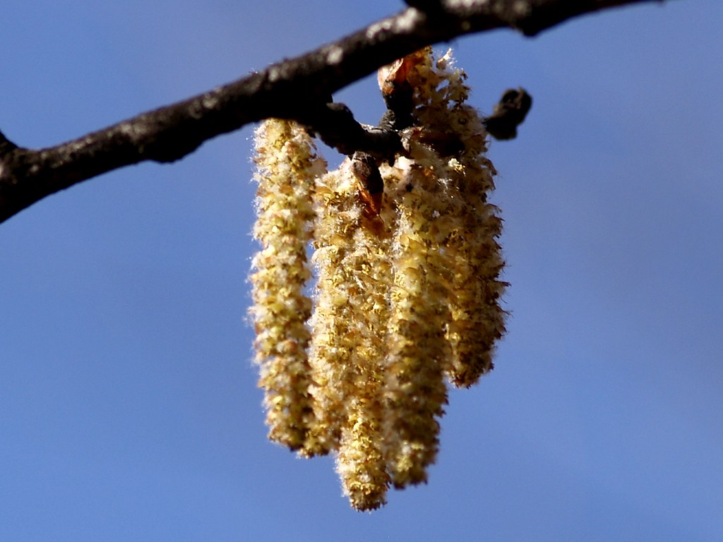 Àlber blanc - Álamo blanco - White poplar (Populus alba) 4