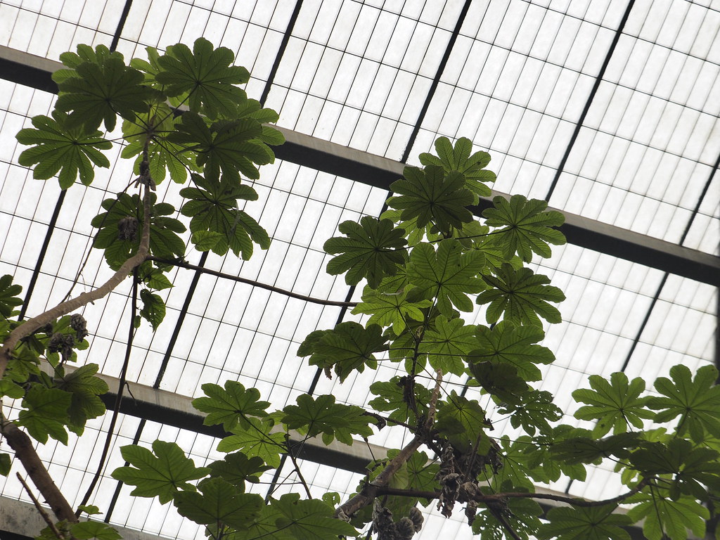 Theobroma Cacao Tree 'Chocolate' at the Lied Jungle.