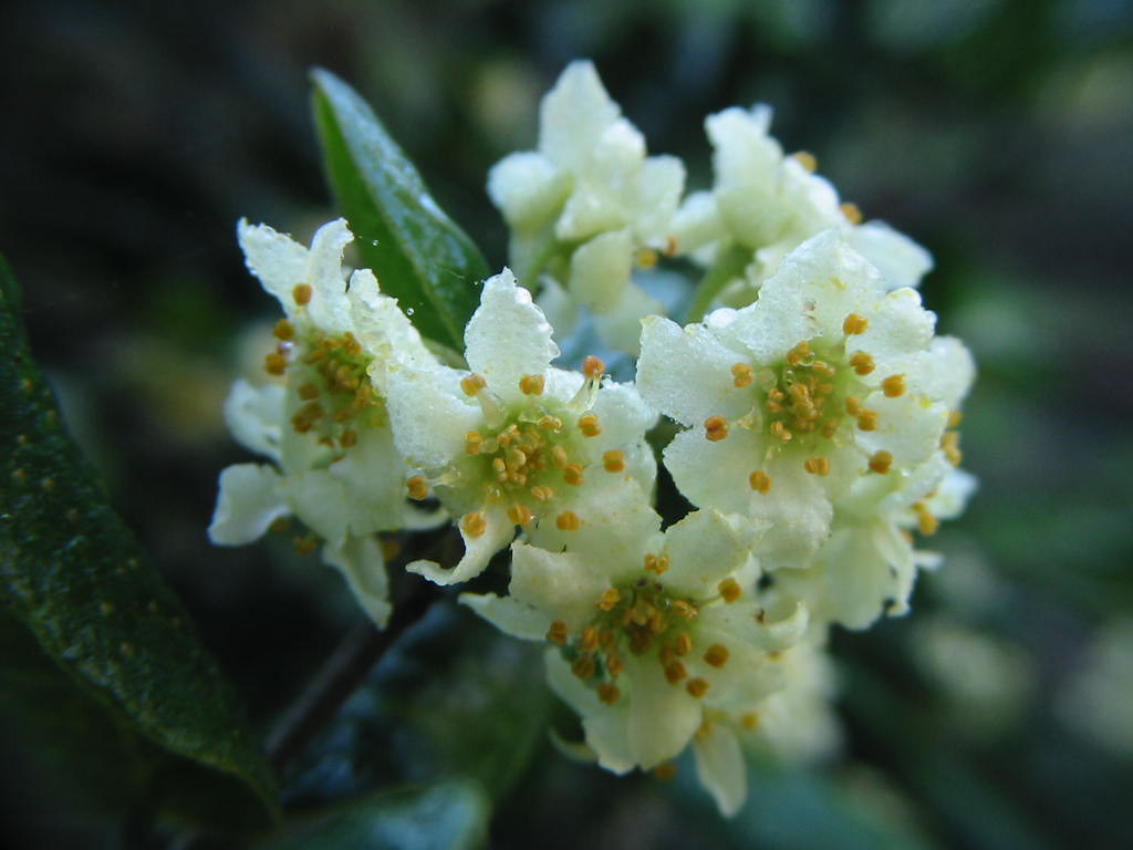 Peumus boldus (boldo), macho