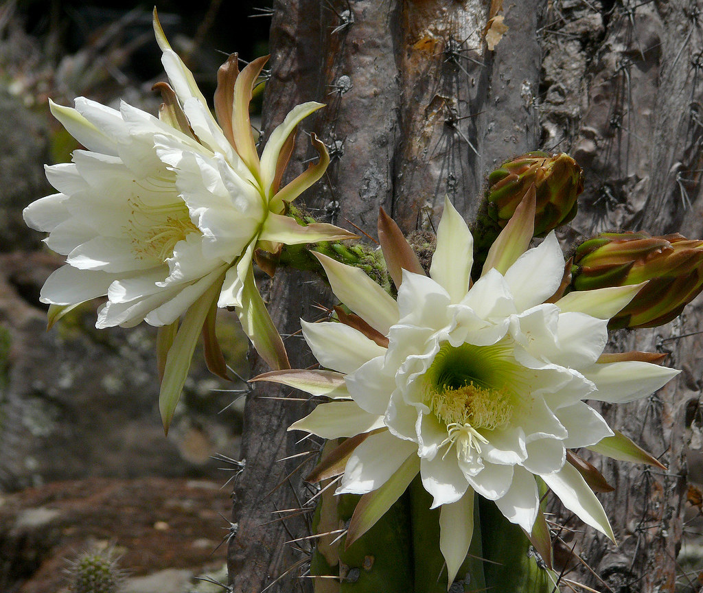 Echinopsis peruviana #1