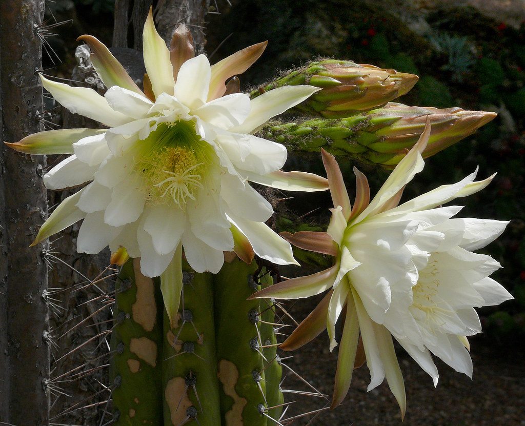 Echinopsis peruviana #2