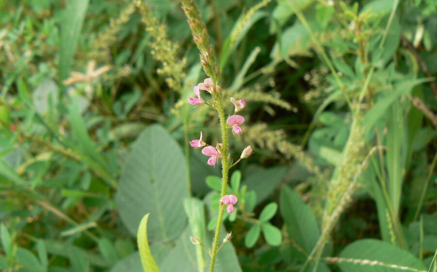 Tick-trefoil Desmodium
