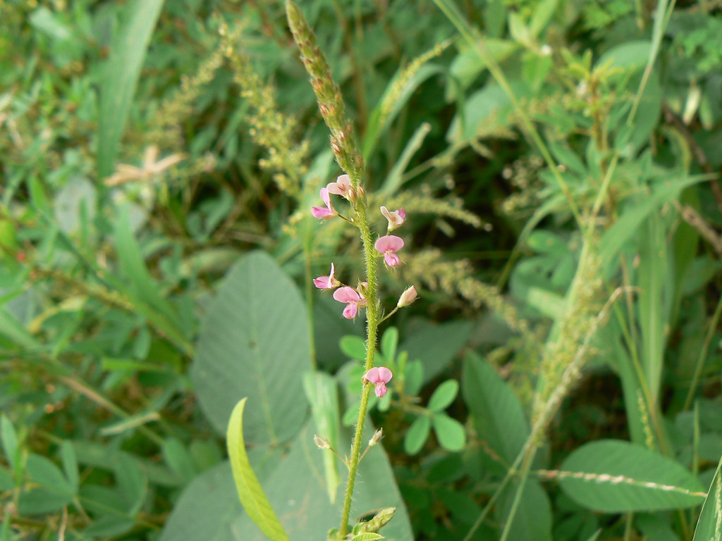 Tick-trefoil Desmodium