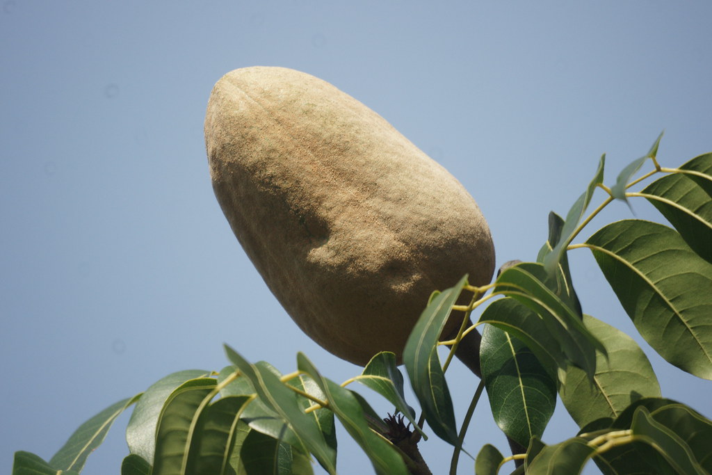 Caoba (Fruto) [Mahogany (Fruit)] (Swietenia macrophylla)
