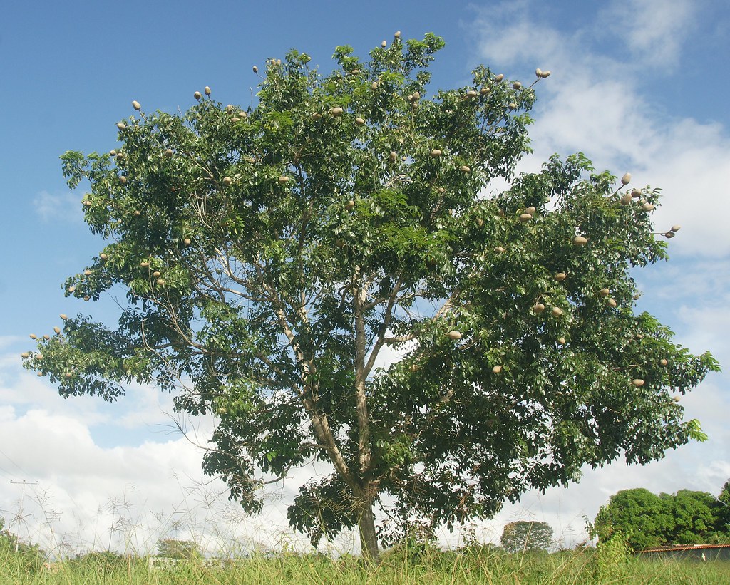 Caoba [Mahogany] (Swietenia macrophylla)