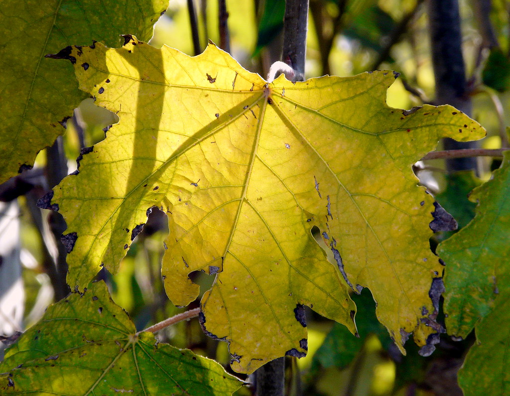 Hoja de populus alba (I)