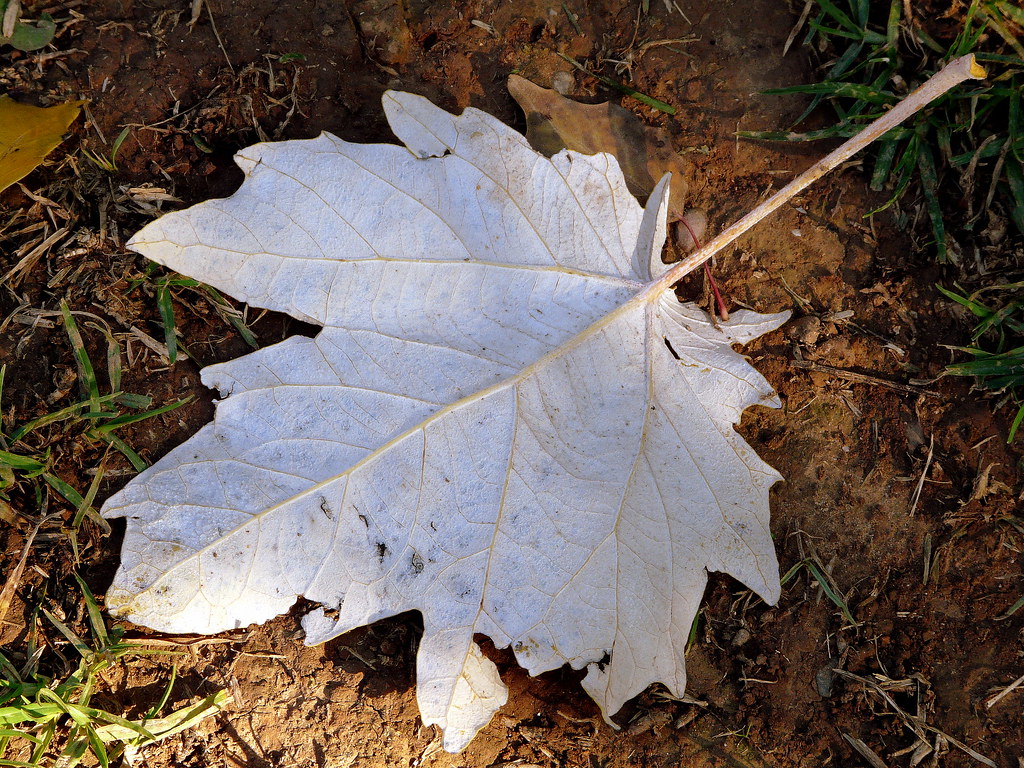 Hoja de populus alba (II)