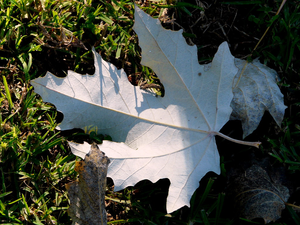 Hoja de populus alba (III)