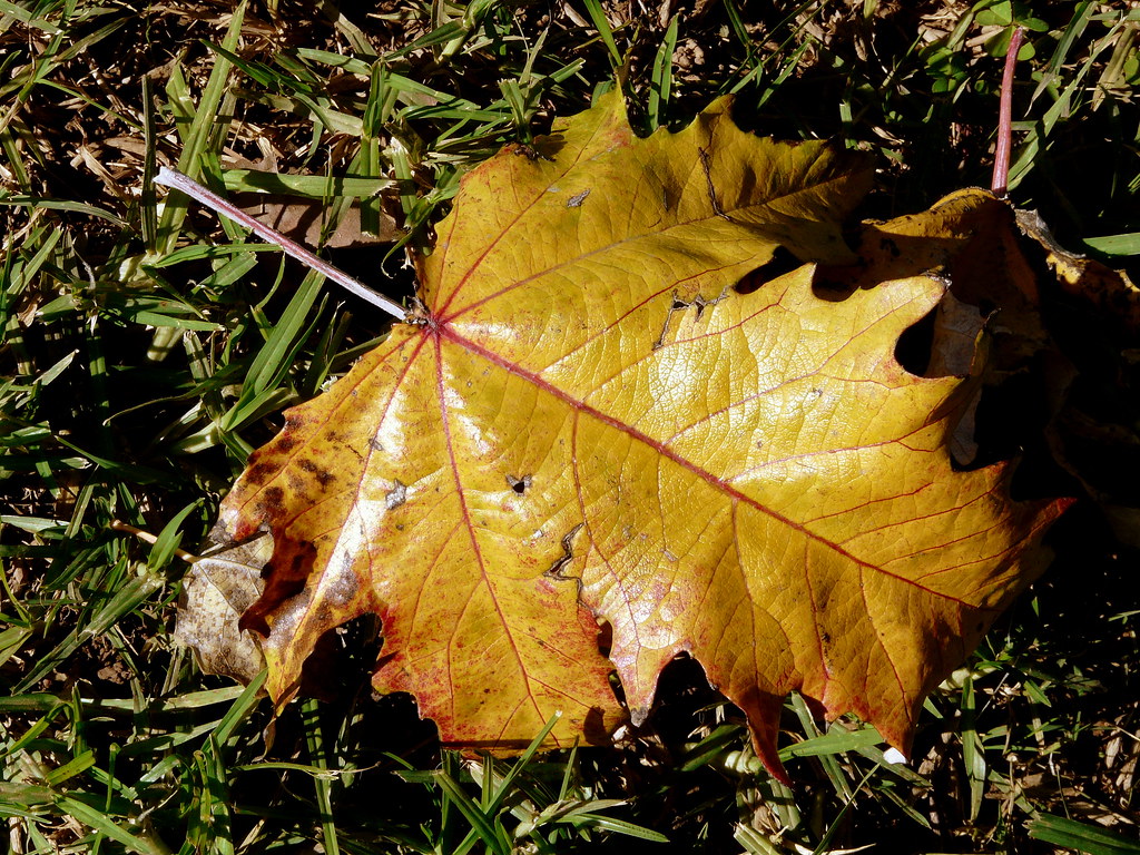 Hoja de populus alba (IV)