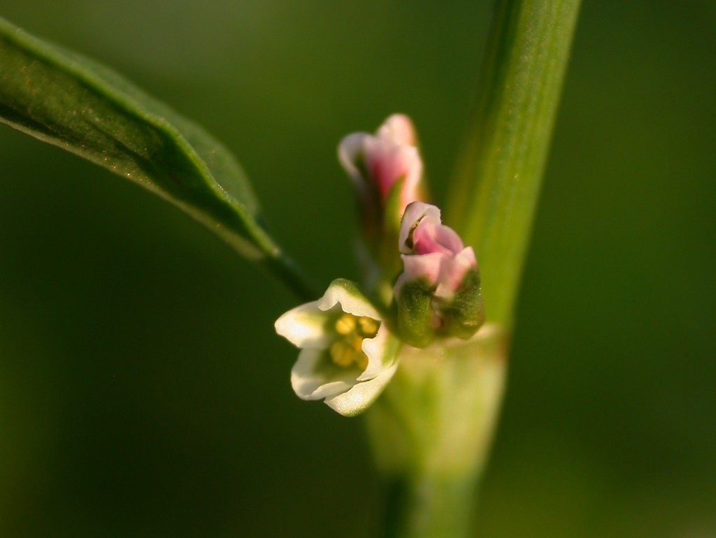 Polygonum aviculare