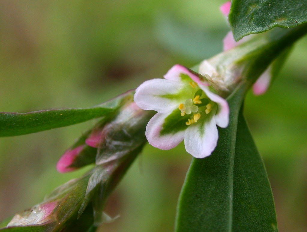 Polygonum aviculare