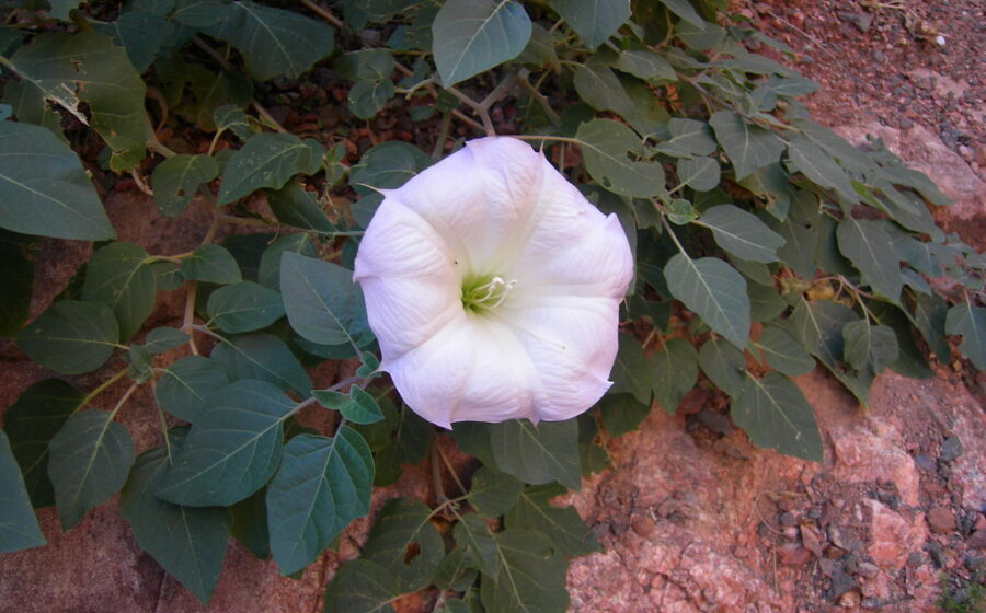 Sacred Datura (locoweed) on North Kaibab Trail Grand Canyon - don't even think about smokin' this s**t uff