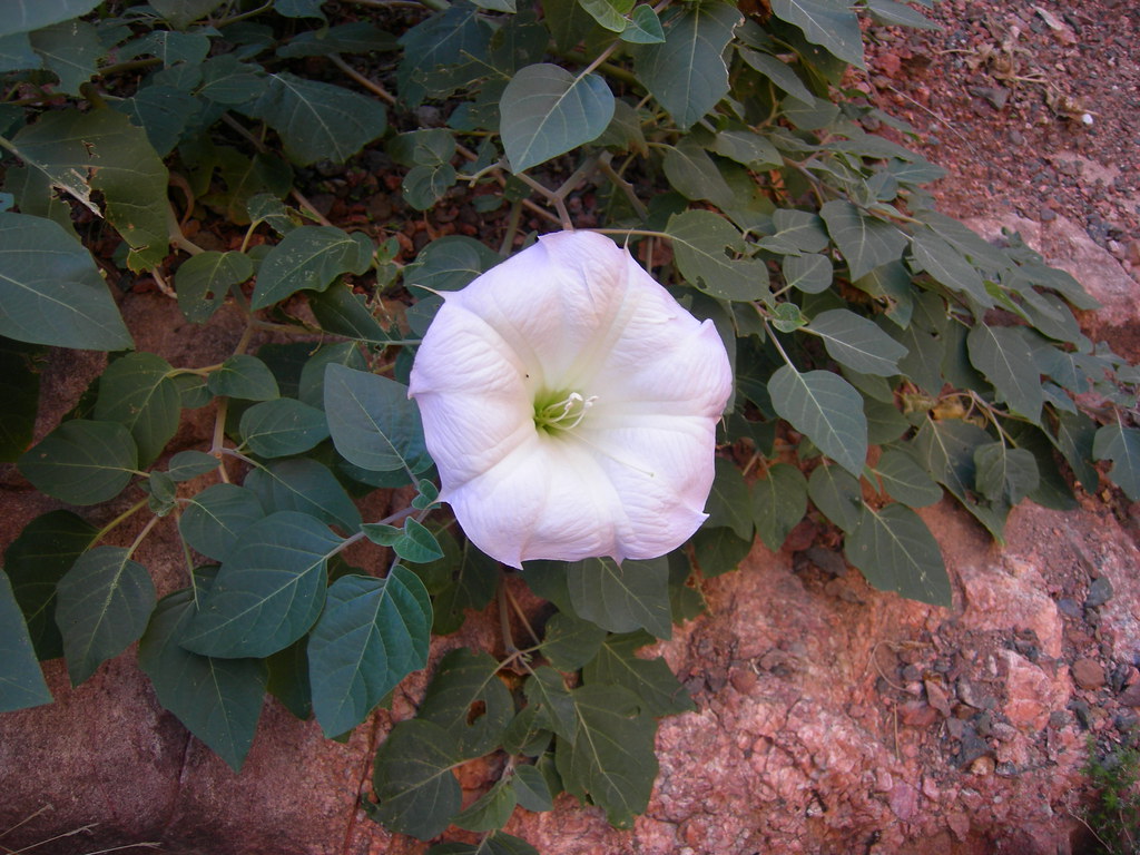 Sacred Datura (locoweed) on North Kaibab Trail Grand Canyon - don't even think about smokin' this s**t uff
