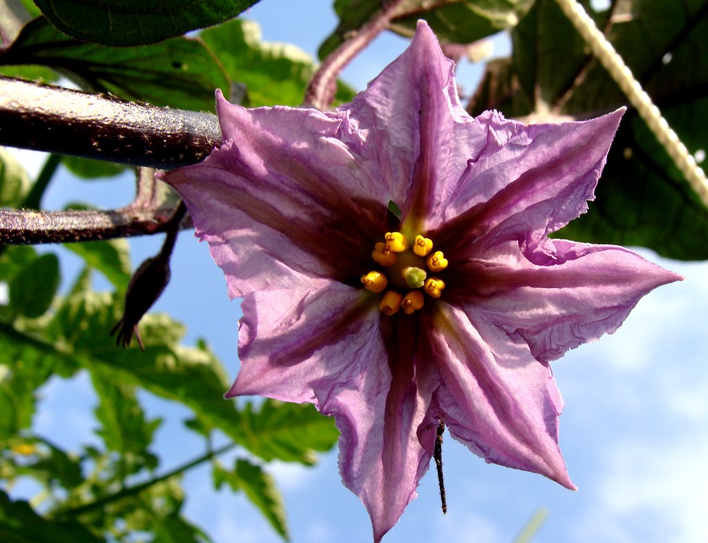eggplant flower, contrast enhanced