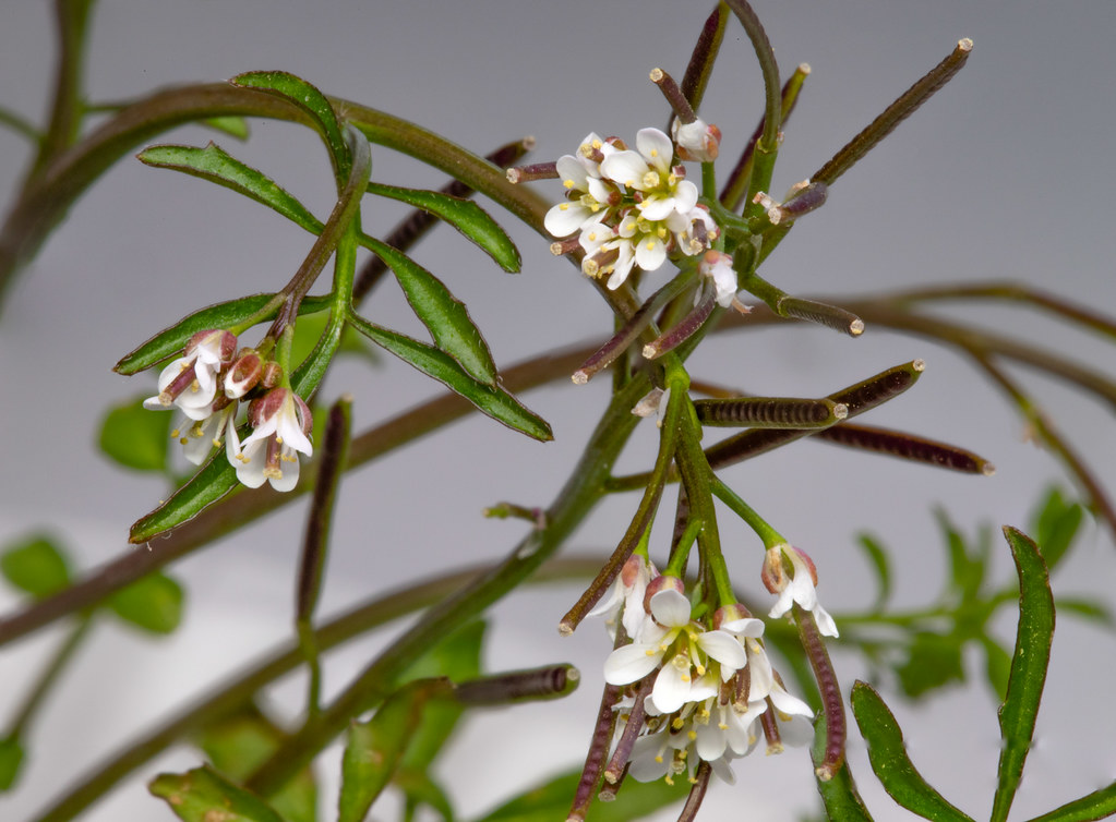 Nasturtium officinale, Watercress