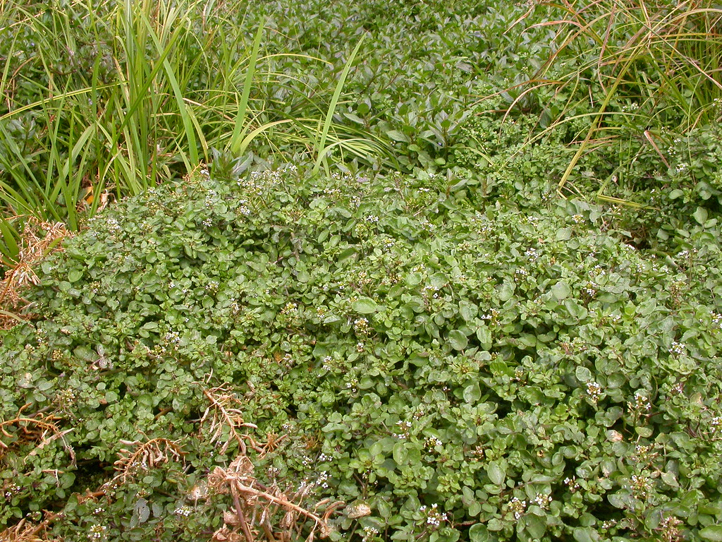 Rorippa nasturtium-aquaticum (Nasturtium officinale)