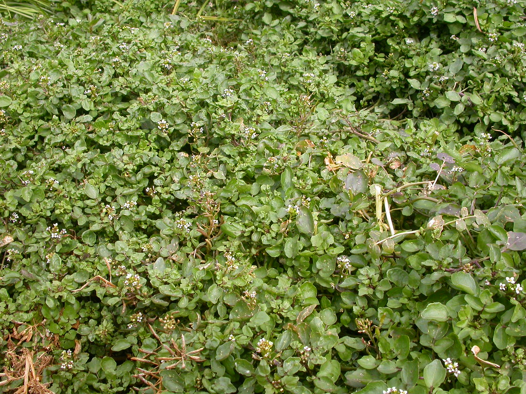 Rorippa nasturtium-aquaticum (Nasturtium officinale)