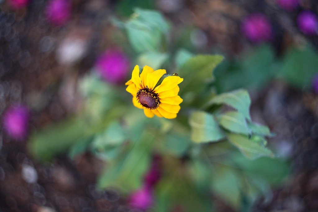 IMG_9725 Rudbeckia Fulgida