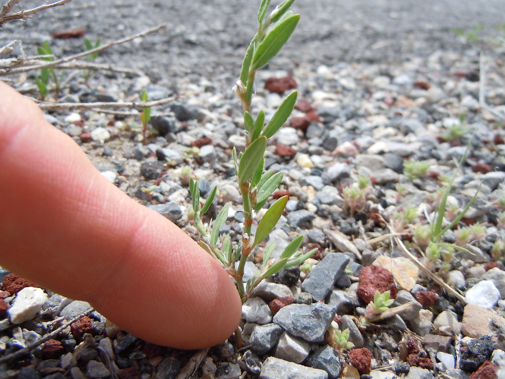 Polygonum aviculare
