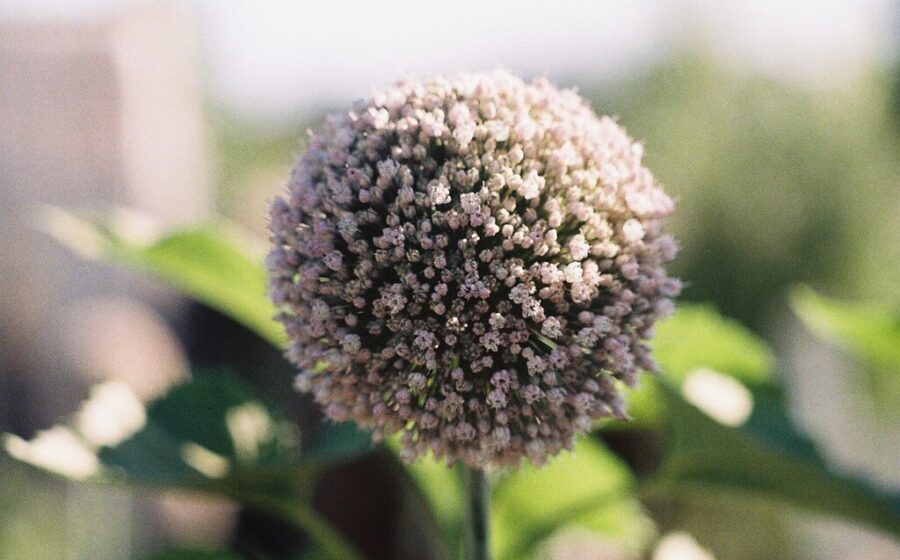 Flor del ajo (allium sativum)