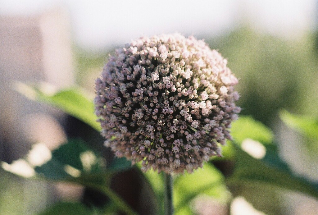 Flor del ajo (allium sativum)