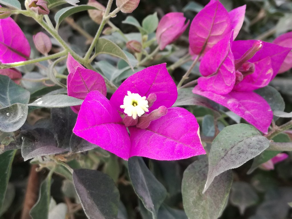 01990 Bougainvillea sp., BUGANVILLA