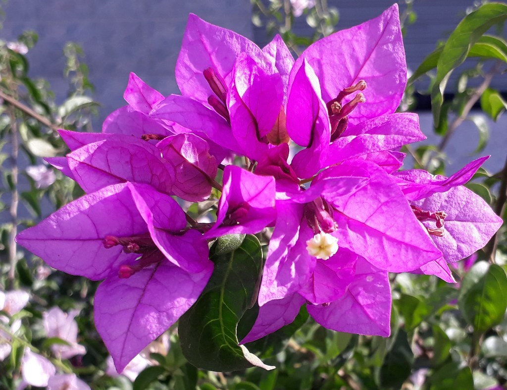 02010 Bougainvillea sp., BUGANVILLA