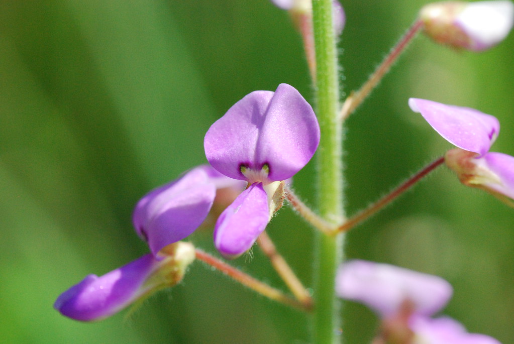 Illinois Tick-Trefoil (Desmodium illinoense)
