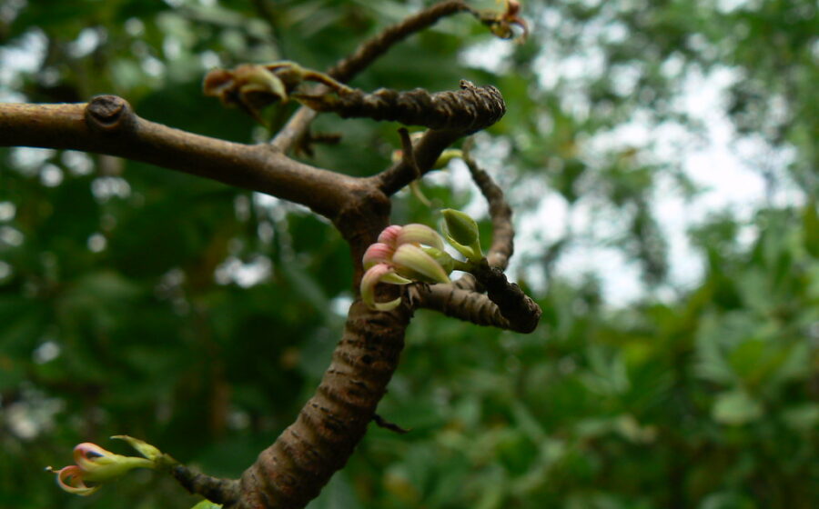 Anacardium occidentale