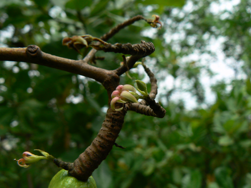 Anacardium occidentale