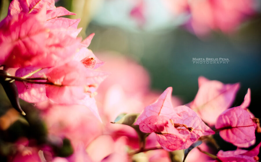 Morning Light