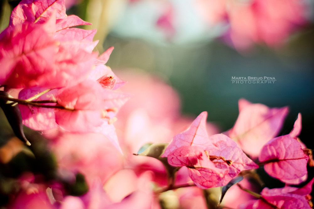 Morning Light