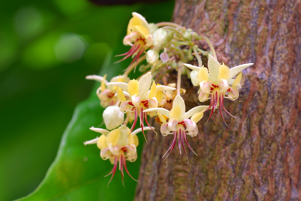 Theobroma cacao