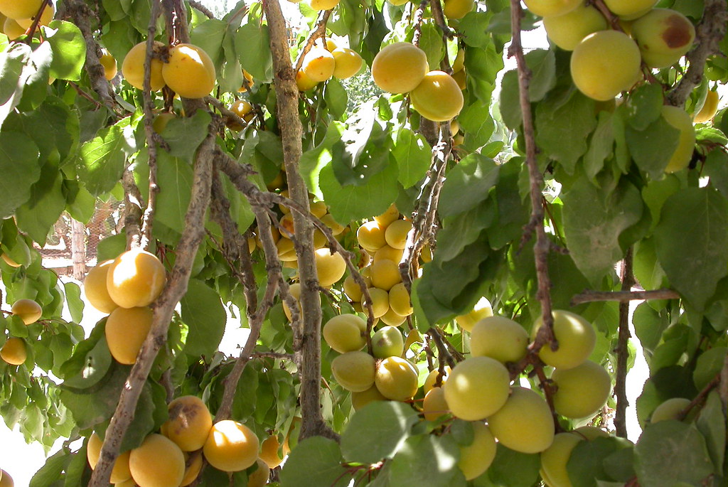 Más frutos que hojas