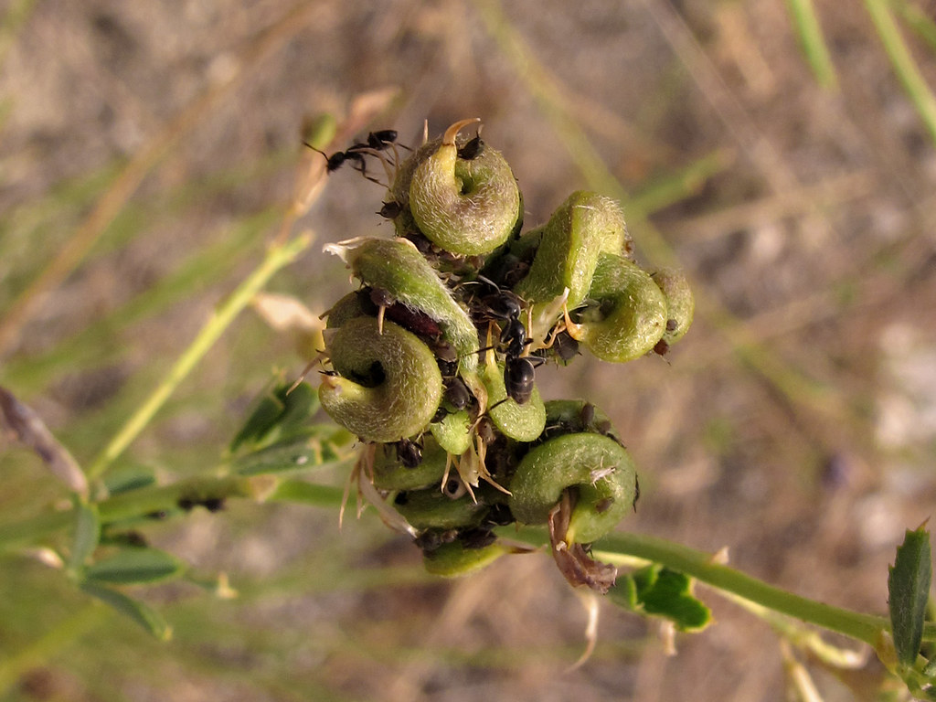 alfalfa (Medicago sativa) * frutos