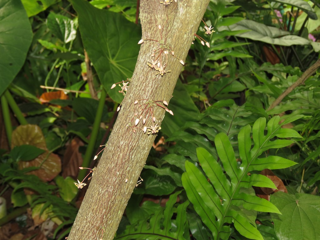 Theobroma cacao