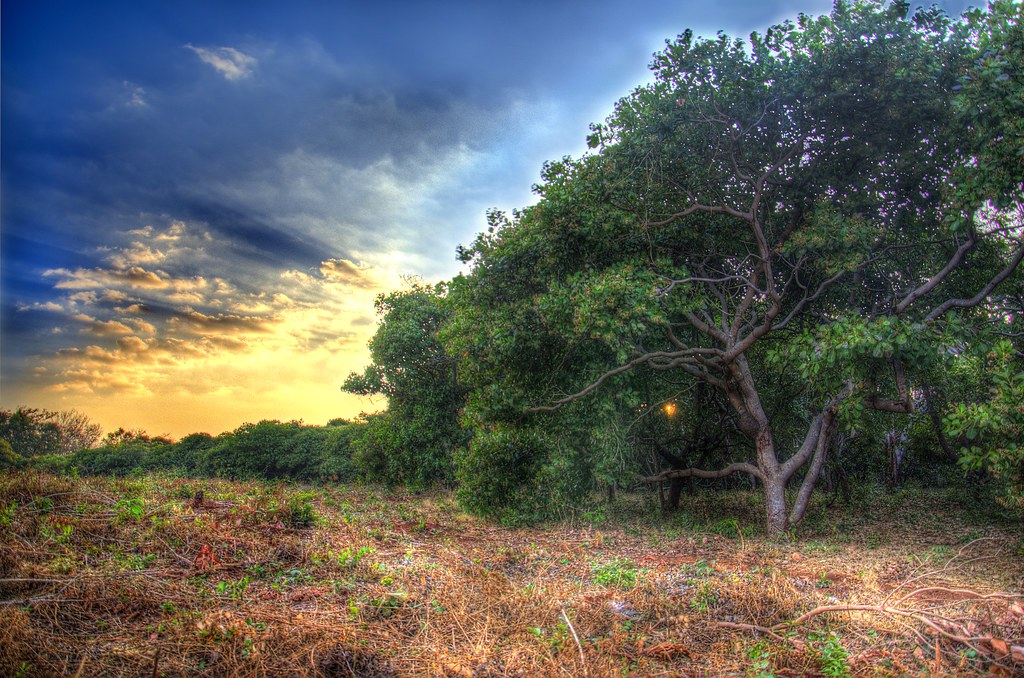 Stylized Cashew Tree