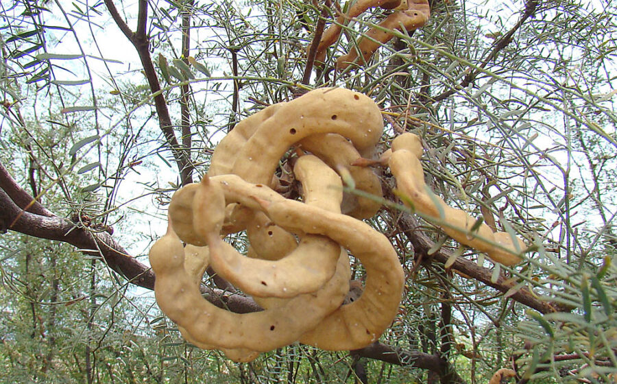 Prosopis chilensis, pods