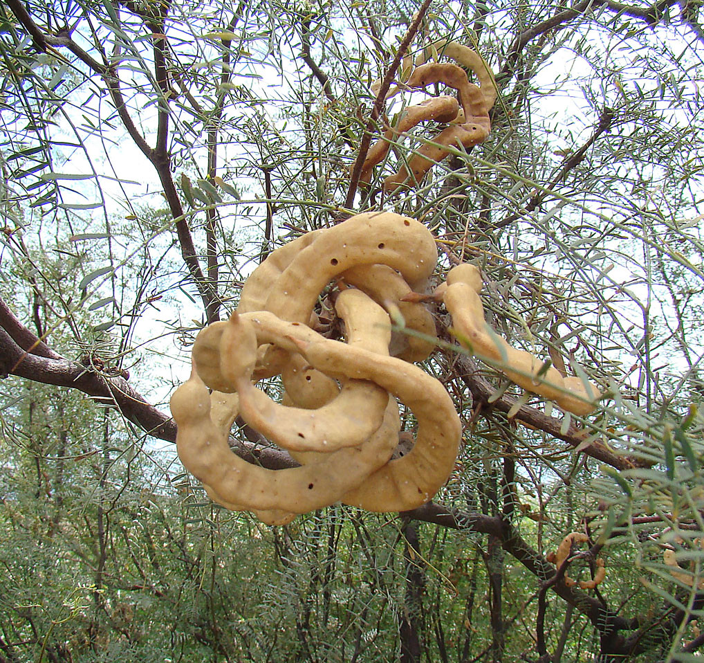 Prosopis chilensis, pods