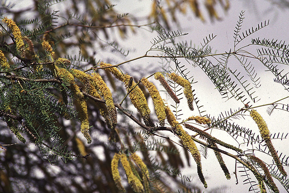 Prosopis chilensis