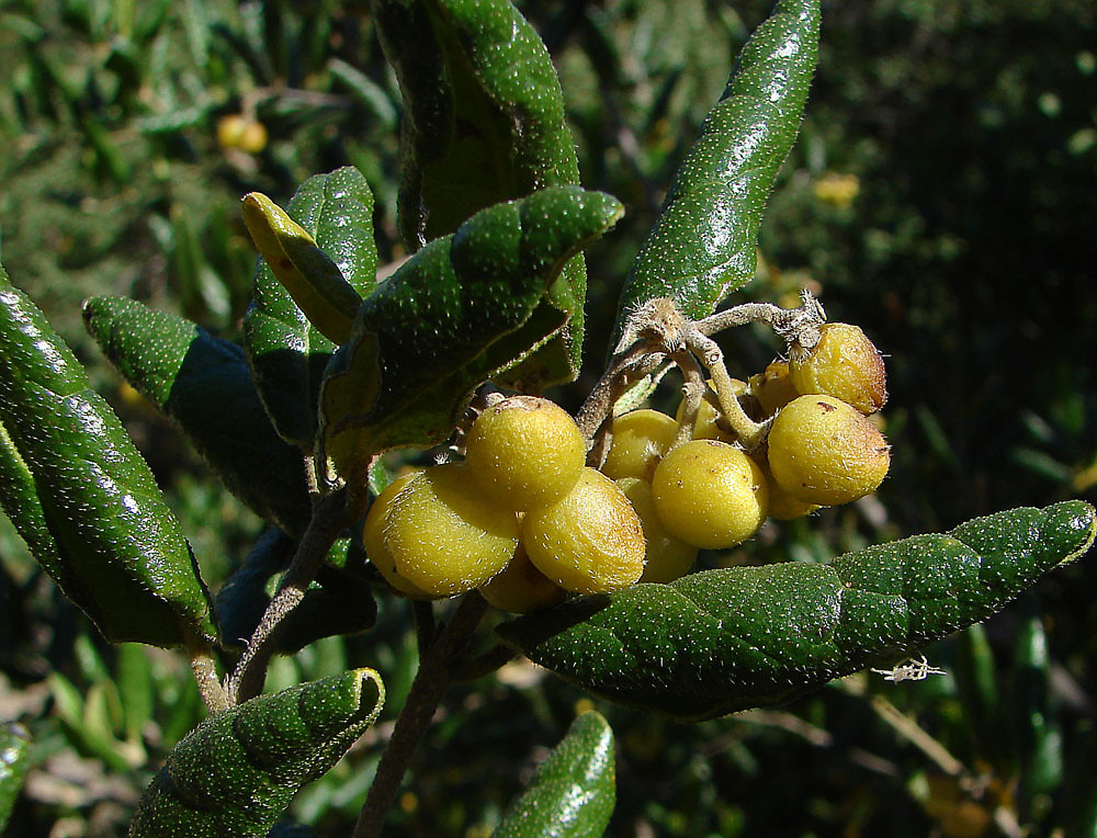 Peumus boldus, fruit