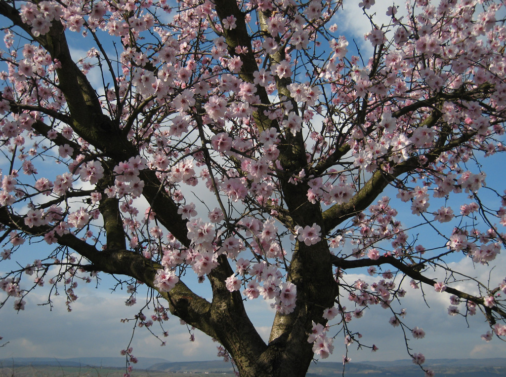 Almond Prunus dulcis