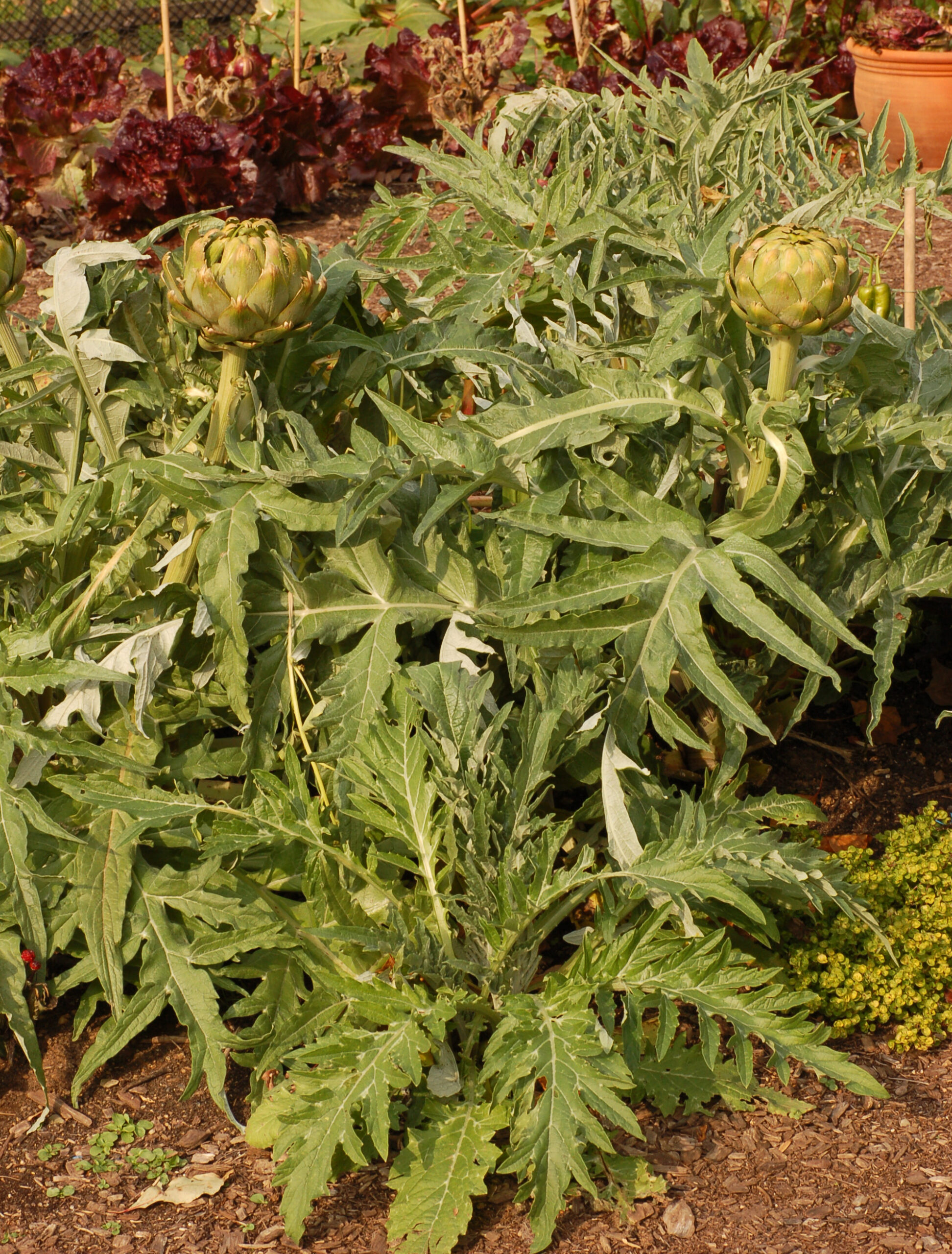 File:Artichoke Cynara cardunculus Plants 2000px.jpg