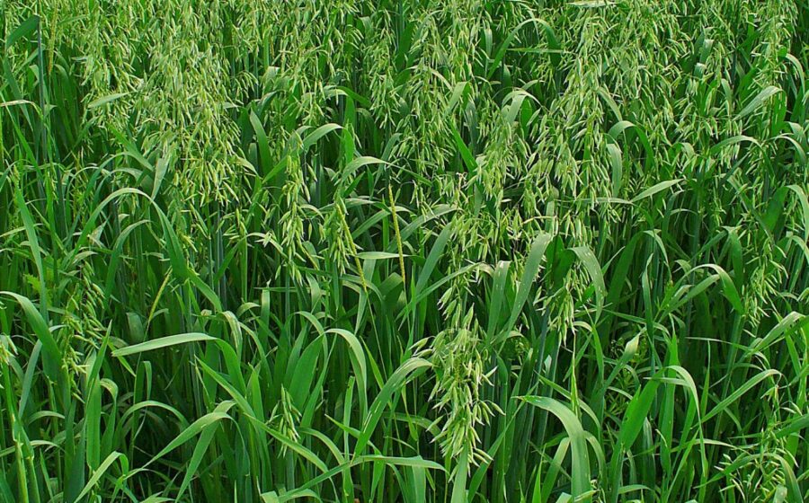 Avena sativa, Poaceae, Common Oat, habitus; Stutensee, Germany. The fresh aerial parts of the blooming plants are used in homeopathy as remedy: Avena sativa (Aven.)