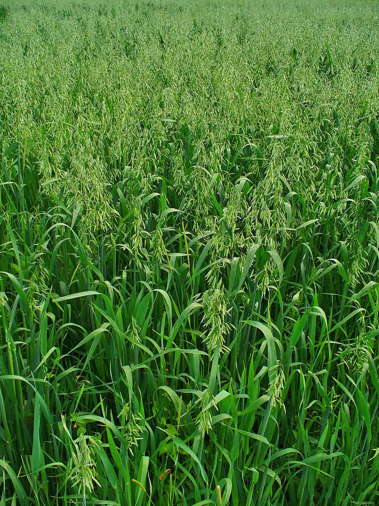 Avena sativa, Poaceae, Common Oat, habitus; Stutensee, Germany. The fresh aerial parts of the blooming plants are used in homeopathy as remedy: Avena sativa (Aven.)