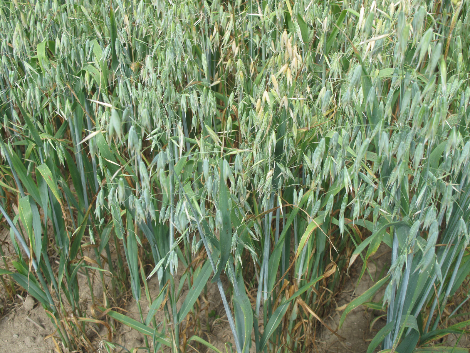 Nom français : avoine cultivée. Nom anglais : cultivated oats. Plants en fleur (inflorescence, panicule) d'avoine cultivée, en milieu naturel. (champ cultivé).