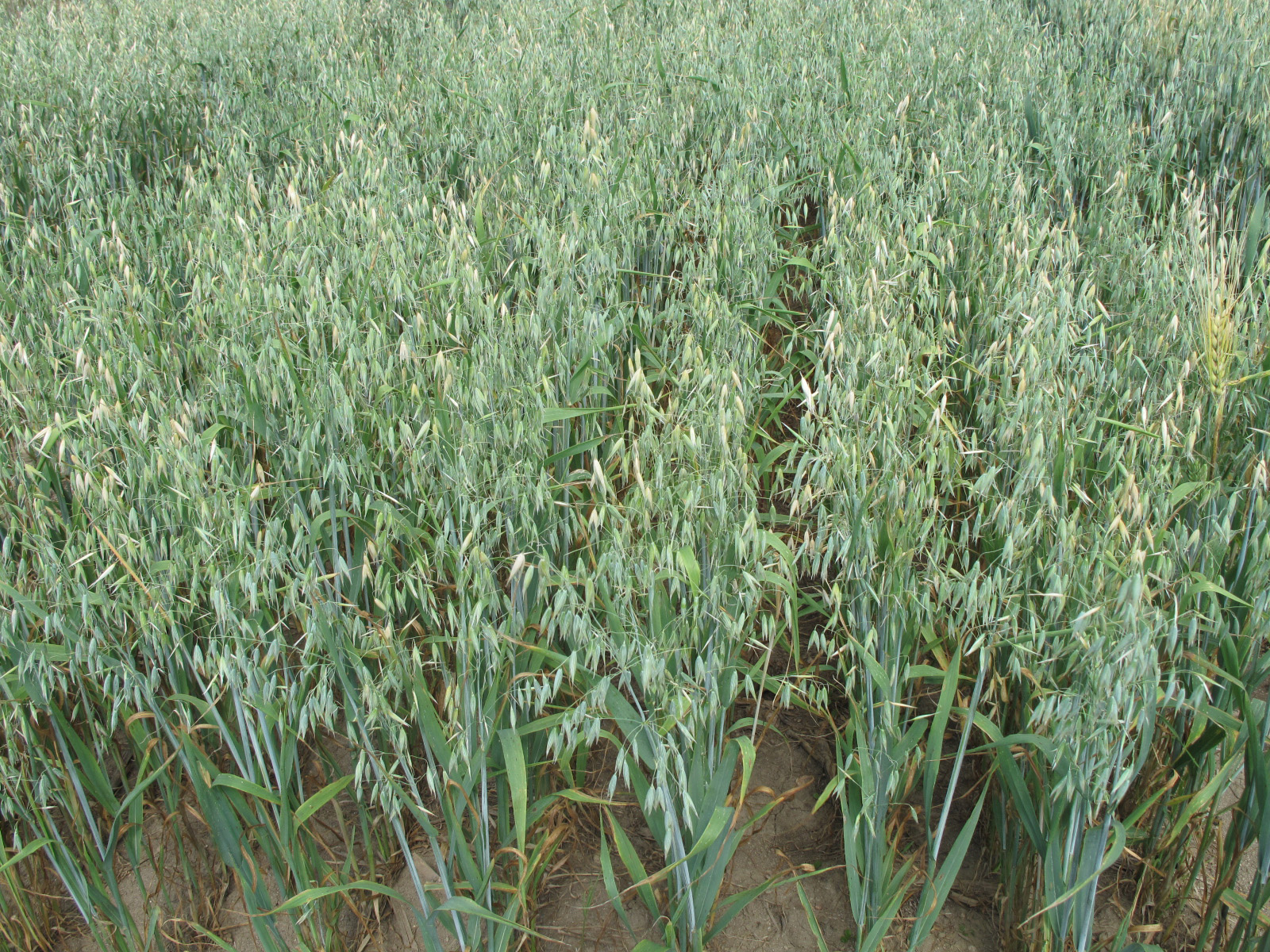 Nom français : avoine cultivée. Nom anglais : cultivated oats. Plants en fleur (inflorescence, panicule) d'avoine cultivée, en milieu naturel. (champ cultivé).