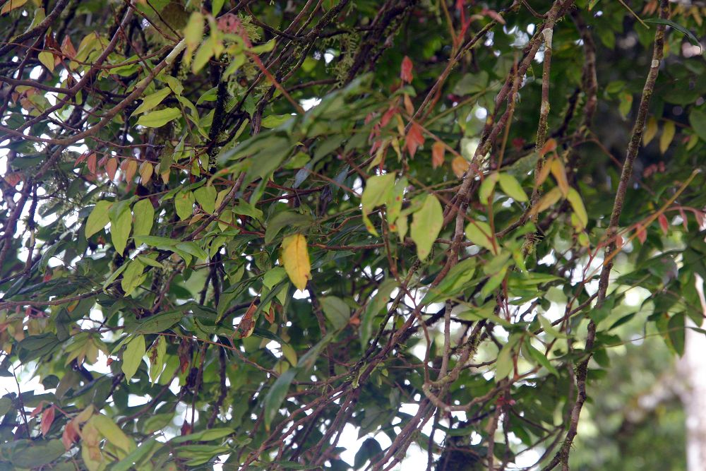 Location taken: Wilson Botanical Garden, Las Cruces Biological Station, Costa Rica. Names: Averrhoa carambola L., Arbol De Pepino, Balimbing, Belimbing, Belimbing Batu, Belimbing Besi, Belimbing Manis, Belimbing Manis (Indonesia), Belimbing Pessegi, Belimbing Saji, Belimbing Sayur, Bilembines, Blimbing, Camerunga (Brazil), Carambola, Carambold, Caramboleiro, Carambolera, Carambolero, Carambolier, Carambolier Doux, Carambolo, Coromandel Gooseberry, Csillaggyümölcs, Five corner, Five Fingers, Five-Corner Fruit, Five-Finger, Fransman Birambi, Gorenshi, Gurkenbaum, Honey Starfruit, Kamrakh, Karambol, Karambola, Karambole, Karambolfrukto, Karamboola, Karanbòl, Karanbora, Karmaranga, Khế, Limas De Cayena (Brazil), Ma Fuang (Ma Fueang, Ma Fueng), Nak Fuang, Oskomian pospolity, Pakapáka (mbuma), Pepino De La India, Sa Bue, Spu, Star Apple, Star Fruit, Star pickle, Starfruit, Sternfrucht, Stervrucht, Stjernefrukt, Tamarindo Chino, Tamarindo Dulce, Tapanima, Wu Lian Zi, Yang Tao, Карамбола, קרמבולה, اختری, كرمبولا, ކާމަރަނގަ, कमरक, कमरख, কামরাঙ্গা, কৰ্দৈ, నక్షత్ర ఫలం చెట్టు, ആരംപുളി, തോടമ്പുളി,