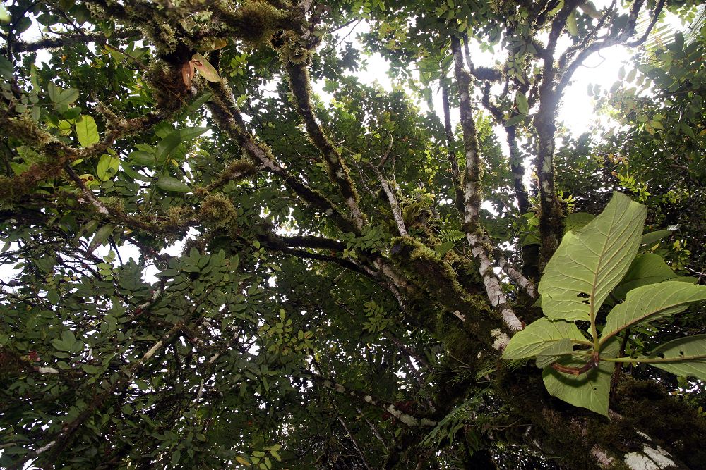 Location taken: Wilson Botanical Garden, Las Cruces Biological Station, Costa Rica. Names: Averrhoa carambola L., Arbol De Pepino, Balimbing, Belimbing, Belimbing Batu, Belimbing Besi, Belimbing Manis, Belimbing Manis (Indonesia), Belimbing Pessegi, Belimbing Saji, Belimbing Sayur, Bilembines, Blimbing, Camerunga (Brazil), Carambola, Carambold, Caramboleiro, Carambolera, Carambolero, Carambolier, Carambolier Doux, Carambolo, Coromandel Gooseberry, Csillaggyümölcs, Five corner, Five Fingers, Five-Corner Fruit, Five-Finger, Fransman Birambi, Gorenshi, Gurkenbaum, Honey Starfruit, Kamrakh, Karambol, Karambola, Karambole, Karambolfrukto, Karamboola, Karanbòl, Karanbora, Karmaranga, Khế, Limas De Cayena (Brazil), Ma Fuang (Ma Fueang, Ma Fueng), Nak Fuang, Oskomian pospolity, Pakapáka (mbuma), Pepino De La India, Sa Bue, Spu, Star Apple, Star Fruit, Star pickle, Starfruit, Sternfrucht, Stervrucht, Stjernefrukt, Tamarindo Chino, Tamarindo Dulce, Tapanima, Wu Lian Zi, Yang Tao, Карамбола, קרמבולה, اختری, كرمبولا, ކާމަރަނގަ, कमरक, कमरख, কামরাঙ্গা, কৰ্দৈ, నక్షత్ర ఫలం చెట్టు, ആരംപുളി, തോടമ്പുളി,